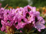 Rhododendron %27Kabarett%27 ®, 30-40 cm, Rhododendron Hybride %27Kabarett%27 ®, Containerware