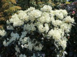 Rhododendron %27Marietta%27, 20-25 cm, Rhododendron yakushimanum %27Marietta%27, Containerware