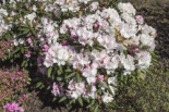 Rhododendron 'Mist Maiden', 20-25 cm, Rhododendron yakushimanum 'Mist Maiden', Containerware
