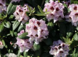 Rhododendron %27Pinguin%27, 30-40 cm, Rhododendron Hybride %27Pinguin%27, Containerware