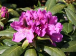 Rhododendron %27Rasputin%27, 40-50 cm, Rhododendron Hybride %27Rasputin%27, Containerware