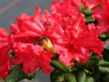 Rhododendron %27Scarlet Wonder%27, 25-30 cm, Rhododendron repens %27Scarlet Wonder%27, Containerware