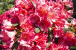 Rhododendron 'Vorwerk Abendsonne', 30-40 cm, Rhododendron Hybride 'Vorwerk Abendsonne', Containerware
