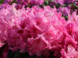 Rhododendron %27Walküre%27 ®, 40-50 cm, Rhododendron Hybride %27Walküre%27 ®, Containerware