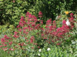 Rote Spornblume 'Coccineus' Centranthus ruber