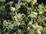 Schneebeere 'White Hedge' Symphoricarpos doorenbosii
