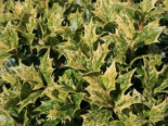 Herbstduftblüte / Stachelblättrige Duftblüte 'Goshiki' Osmanthus heterophyllus 