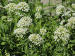 Spornblume (Weiße) 'Albus' Centranthus ruber 