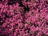 Englische Heide “Kramer's Rote” Erica darleyensis