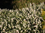 Winterheide, Schneeheide 'Isabell' Erica carnea