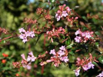 Abelie &#8218;Edward Goucher&#8216;, 20-30 cm, Abelia &#8218;Edward Goucher&#8216;, Containerware