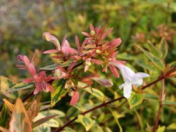 Abelie &#8218;Kaleidoscope&#8216;, 20-30 cm, Abelia x grandiflora &#8218;Kaleidoscope&#8216;, Containerware