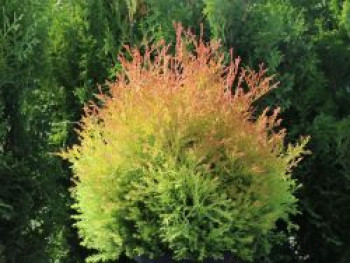 Abendländischer Lebensbaum &#8218;Fire Chief&#8216;, 20-30 cm, Thuja occidentalis &#8218;Fire Chief&#8216;, Containerware