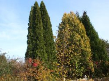 Abendländischer Lebensbaum &#8218;Holmstrup&#8216;, 40-60 cm, Thuja occidentalis &#8218;Holmstrup&#8216;, Containerware