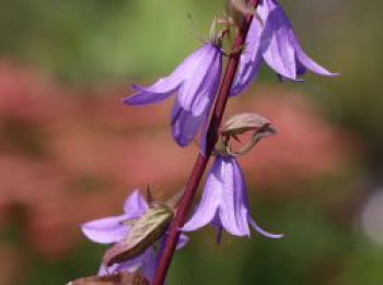 Acker-Glockenblume, Campanula rapunculoides, Topfware