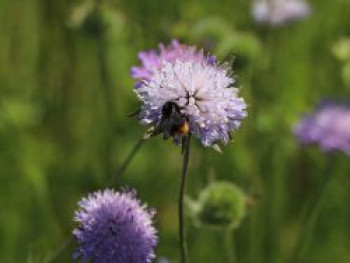 Acker-Witwenblume, Knautia arvensis, Topfware