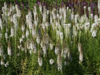 Ährige Prachtscharte &#8218;Alba&#8216;, Liatris spicata &#8218;Alba&#8216;, Topfware