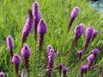 Ährige Prachtscharte &#8218;Floristan Violett&#8216;, Liatris spicata &#8218;Floristan Violett&#8216;, Topfware