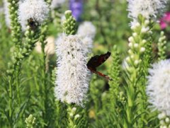 Ährige Prachtscharte &#8218;Floristan Weiß&#8216;, Liatris spicata &#8218;Floristan Weiß&#8216; ®, Topfware