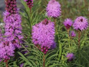 Ährige Prachtscharte 'Kobold', Liatris spicata 'Kobold', Containerware