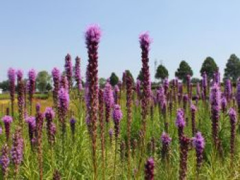 Ährige Prachtscharte, Liatris spicata, Topfware