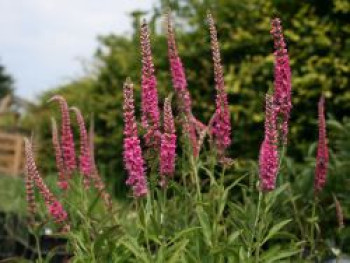 Ähriger Ehrenpreis &#8218;Heidekind&#8216;, Veronica spicata &#8218;Heidekind&#8216;, Topfware