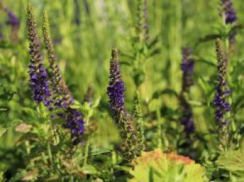 Ähriger Ehrenpreis, Veronica spicata, Topfware