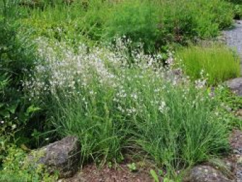 Ästige Graslilie / Rispige Graslilie, Anthericum ramosum, Topfware