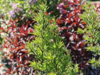 Afghanischer Flieder, 10-20 cm, Syringa afghanica, Topfware