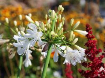 Afrika-Schmucklilie &#8218;Arctic Star&#8216;, Agapanthus africanus &#8218;Arctic Star&#8216;, Containerware