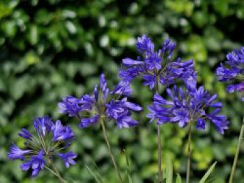 Afrika-Schmucklilie &#8218;Brilliant Blue&#8216;, Agapanthus africanus &#8218;Brilliant Blue&#8216;, Topfware