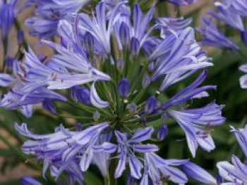 Afrikanische Schmucklilie &#8218;Charlotte&#8216;, Agapanthus africanus &#8218;Charlotte&#8216;, Topfware