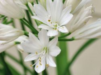 Afrika-Schmucklilie &#8218;Double Diamond&#8216;, Agapanthus africanus &#8218;Double Diamond&#8216;, Topfware