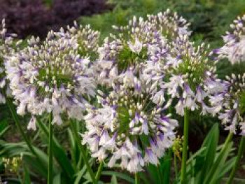 Afrika-Schmucklilie &#8218;Fireworks&#8216;, Agapanthus africanus &#8218;Fireworks&#8216;, Topfware