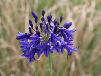 Afrika-Schmucklilie &#8218;Flower of Love&#8216;, Agapanthus africanus &#8218;Flower of Love&#8216;, Topfware