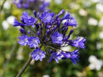 Afrika-Schmucklilie &#8218;Intermedia&#8216;, Agapanthus africanus &#8218;Intermedia&#8216;, Topfware