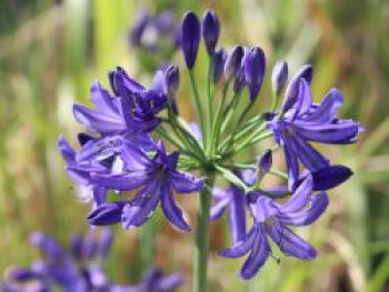 Afrika-Schmucklilie &#8218;Nothern Star&#8216;, Agapanthus africanus &#8218;Nothern Star&#8216;, Topfware