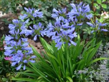 Afrika-Schmucklilie &#8218;Pitchoune Blue&#8216;, Agapanthus africanus &#8218;Pitchoune Blue&#8216;, Topfware