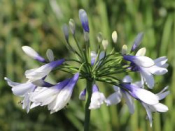 Afrika-Schmucklilie 'Twister', Agapanthus africanus 'Twister', Topfware