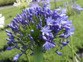 Afrikanische Schmucklilie, Agapanthus africanus, Topfware