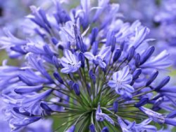 Afrikanische Schmucklilie &#8218;Peter Pan&#8216;, Agapanthus africanus &#8218;Peter Pan&#8216;, Topfware