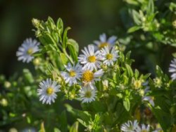 Ageratum-ähnliche Aster &#8218;Ashvi&#8216;, Aster ageratoides &#8218;Ashvi&#8216;, Topfware