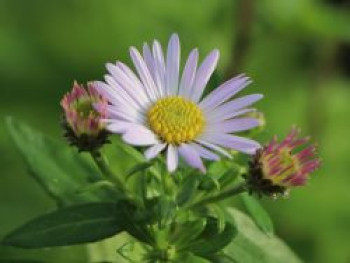 Ageratum ähnliche Aster &#8218;Asmoe&#8216;, Aster ageratoides &#8218;Asmoe&#8216;, Topfware