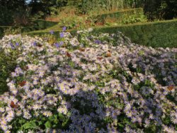 Ageratum-ähnliche Aster &#8218;Asran&#8216;, Aster ageratoides &#8218;Asran&#8216;, Topfware