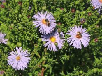 Ageratum ähnliche Aster &#8218;Eleven Purple&#8216; ®, Aster ageratoides &#8218;Eleven Purple&#8216; ®, Topfware