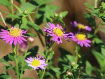 Ageratum ähnliche Aster &#8218;Ezo Murasaki&#8216;, Aster ageratoides &#8218;Ezo Murasaki&#8216;, Topfware