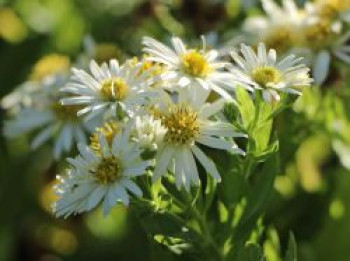 Ageratum ähnliche Aster &#8218;Starshine&#8216; ®, Aster ageratoides &#8218;Starshine&#8216; ®, Topfware