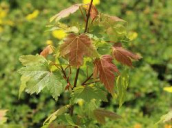 Ahorn 'Jeffersred Autumn Blaze' ®, Acer freemanii 'Jeffersred Autumn Blaze' ®, Topfware