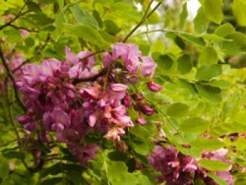 Robinie &#8218;Casque Rouge&#8216;, 125-150 cm, Robinia margaretta &#8218;Casque Rouge&#8216;, Containerware