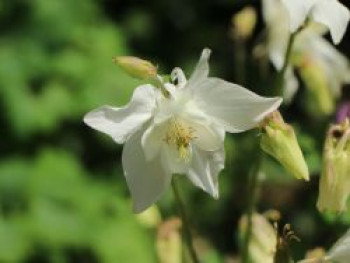 Akelei 'Nivea', Aquilegia vulgaris 'Nivea', Topfware
